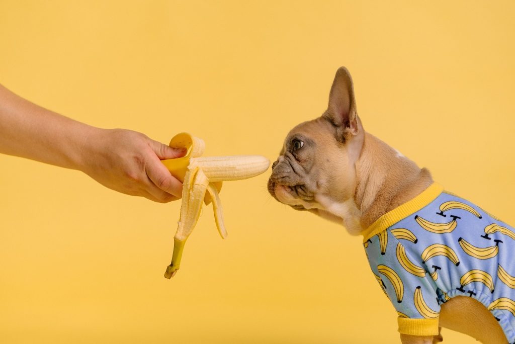 How to Feed Bananas to Dogs Safely